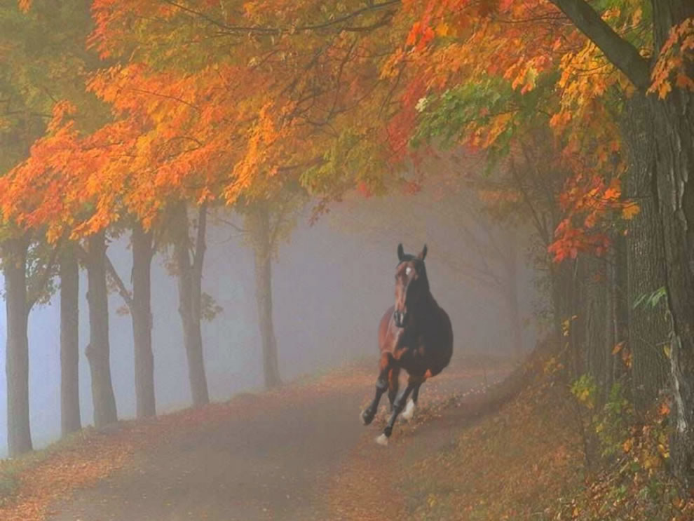 Horse Galloping Through Foggy Fall Forest How Beautifully Leaves