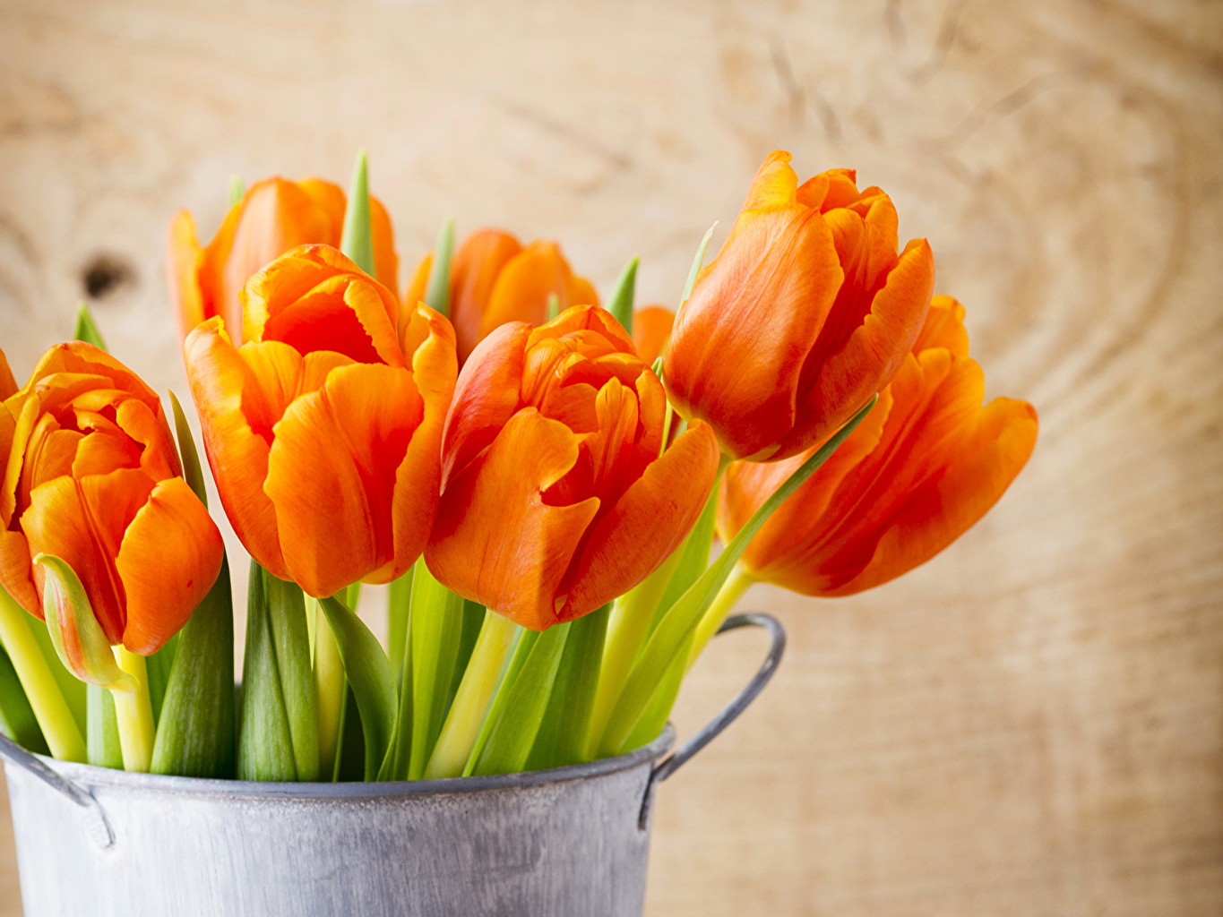 Images Orange Tulips Flowers