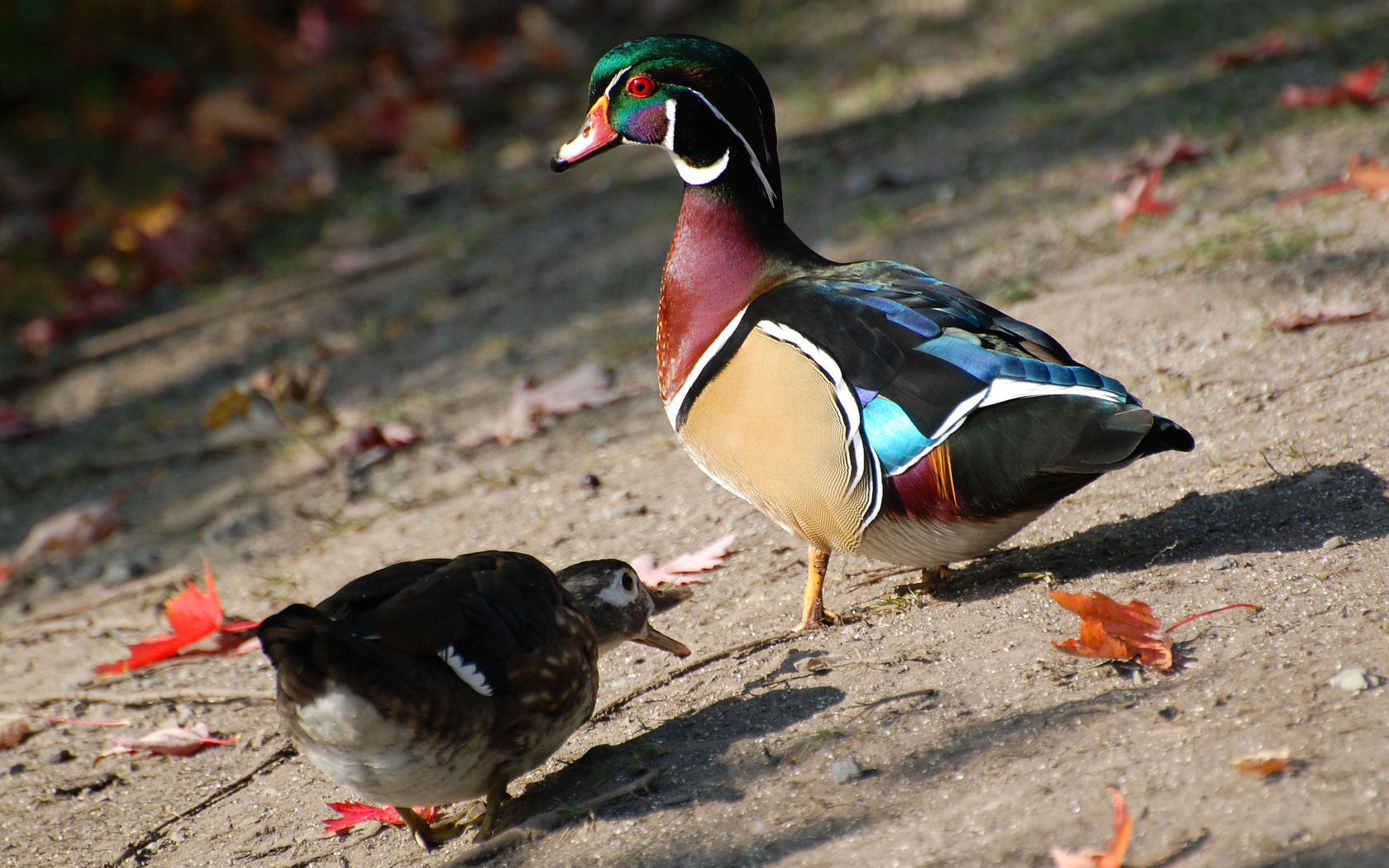 Male And Female Wood Ducks Photographed By The Shore Of Mud Lake There