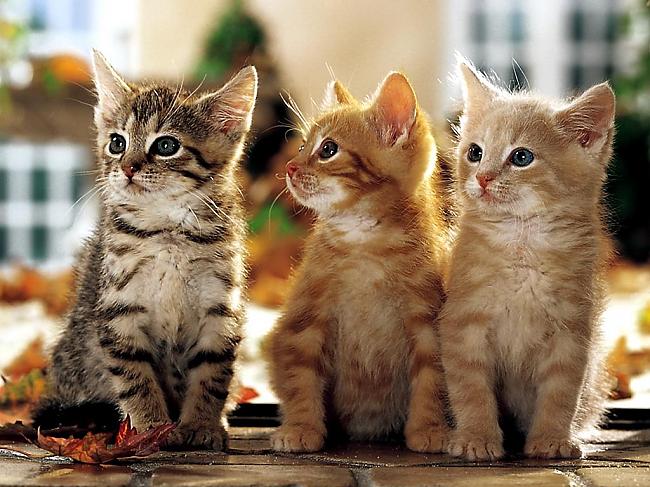Cute Kittens14