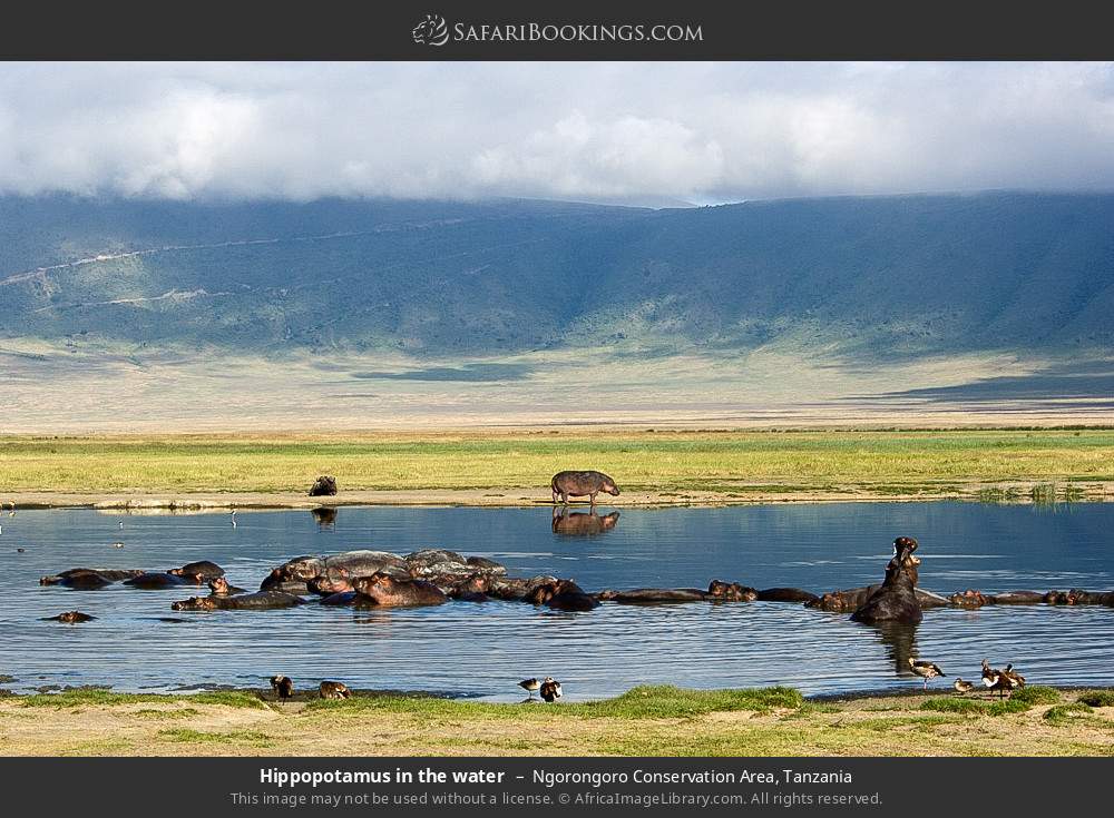 Ngorongoro Crater Photos Image Pictures