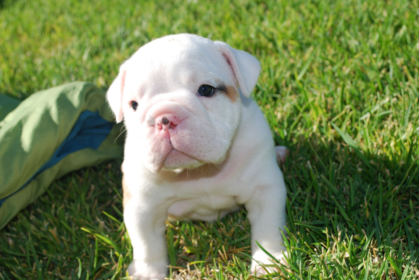 And Wallpaper Beautiful White English Bulldog On The Grass Pictures
