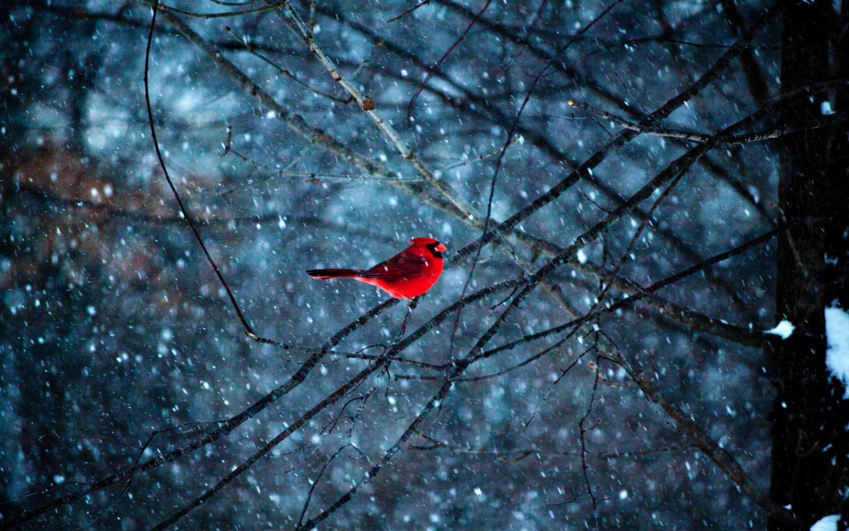 Red Bird in Snowflakes