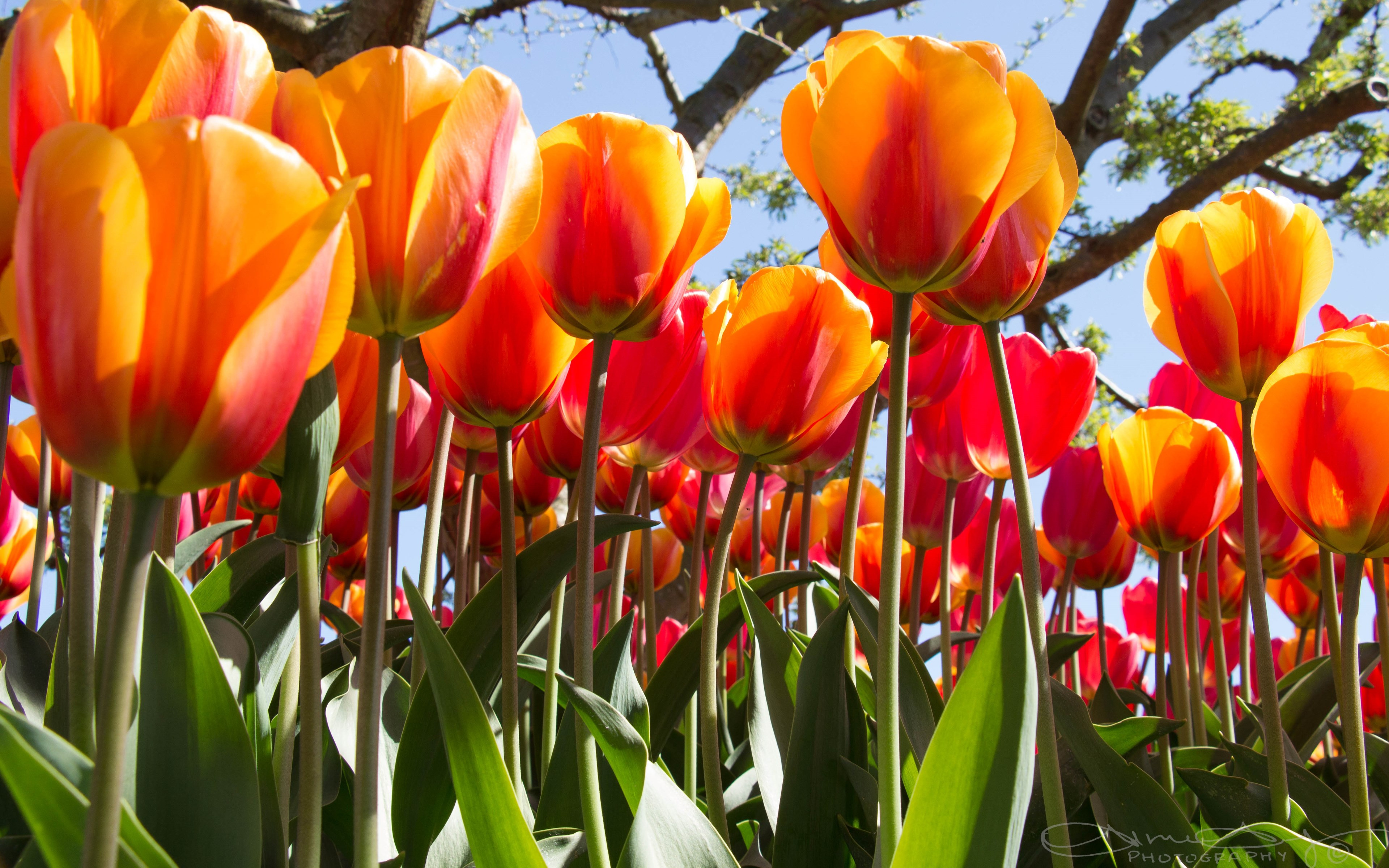 Wallpaper Tulip Festival From Skagit County Washington