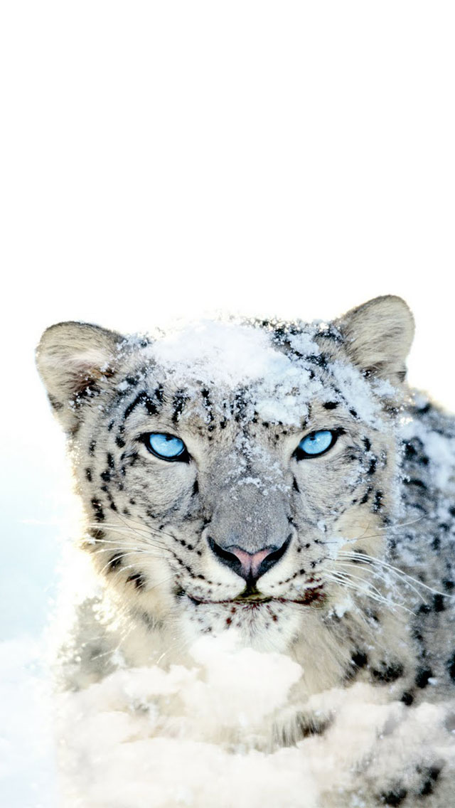 snow leopard wallpaper for iphone wallpapers55com   Best Wallpapers 640x1136