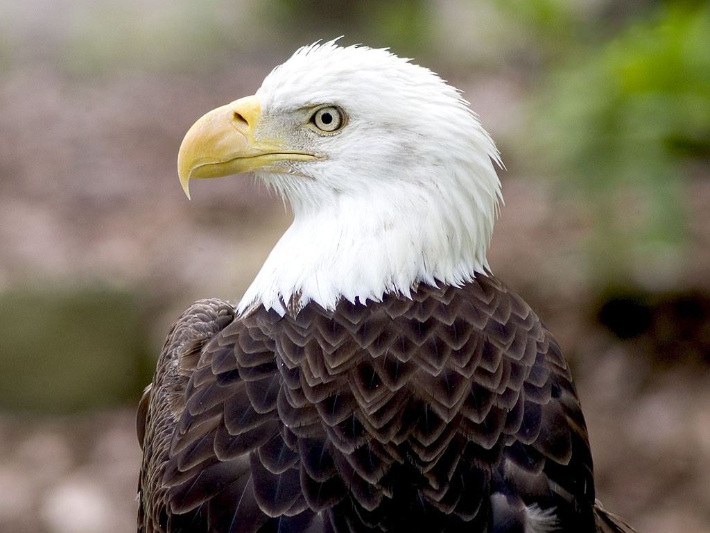Bald Eagle Background