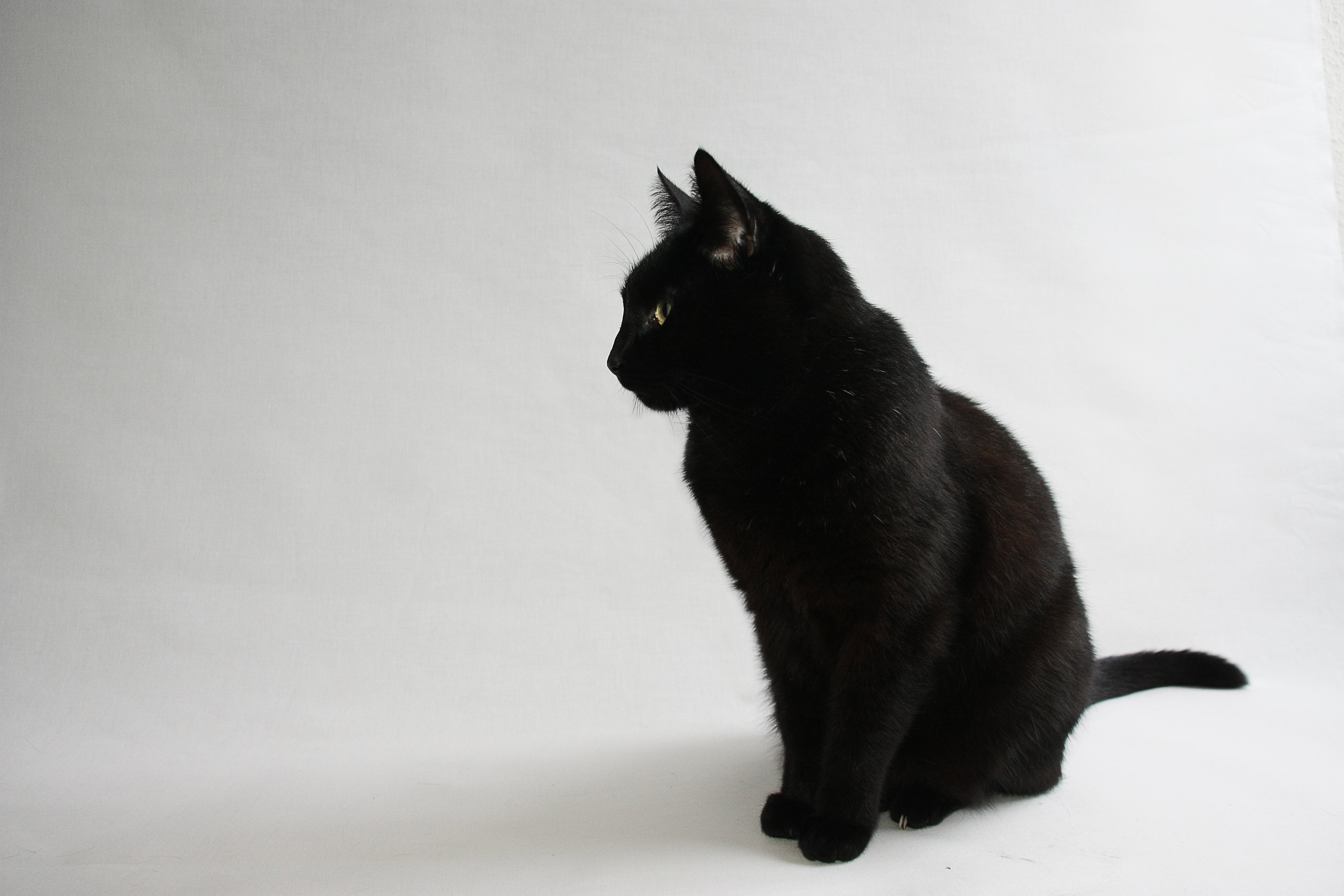 Black cat on a white background wallpapers and images   wallpapers 4272x2848