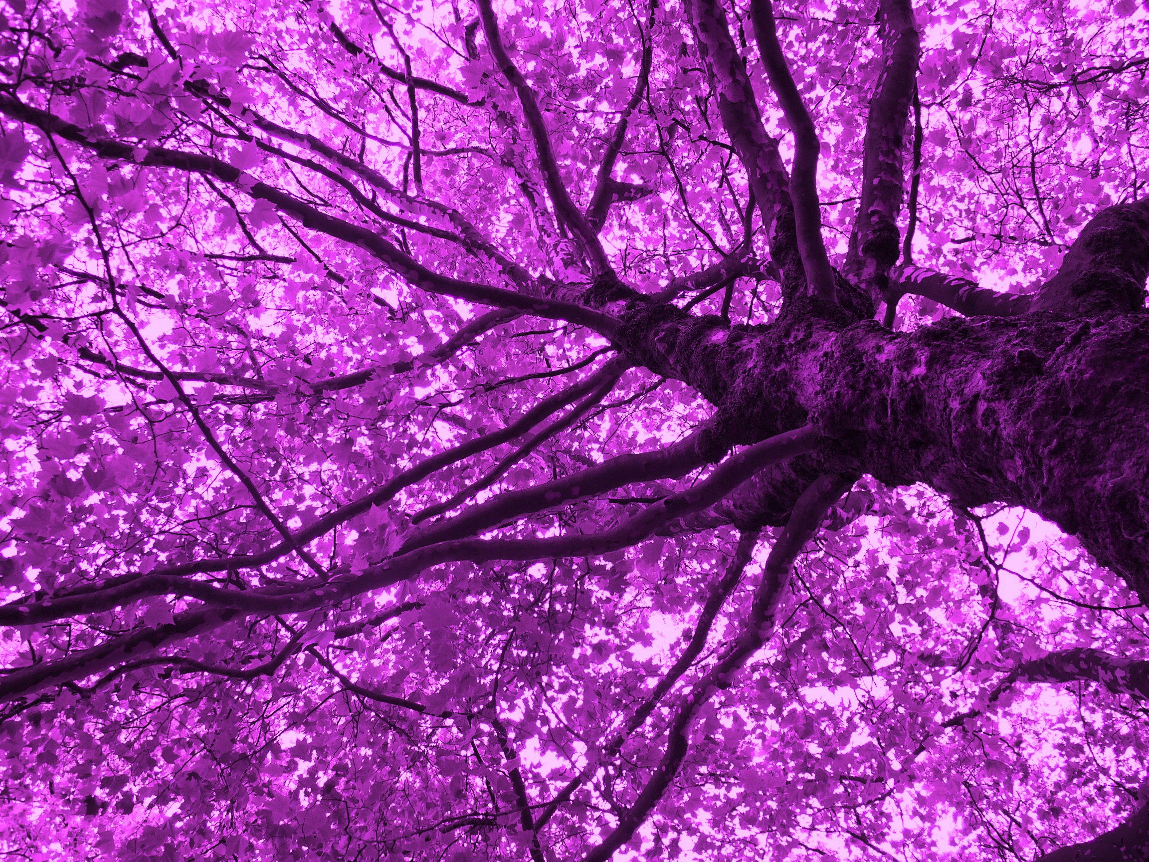 Lilac Tree by daxxasgod 2304x1728