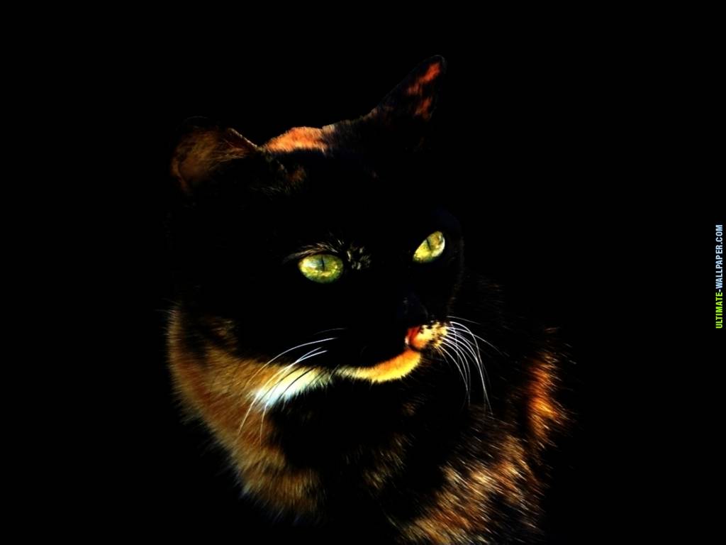 Neon Auge Katze Vektorgrafik