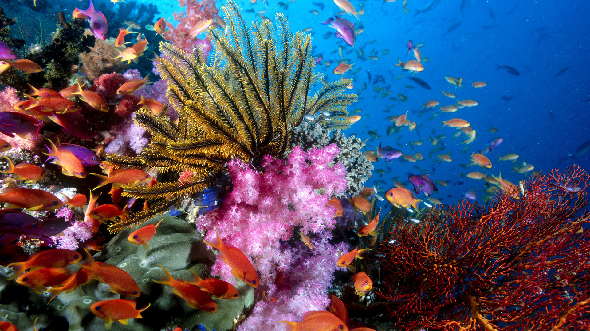 Wallpaper Originals Fish Coral Nature Colorful