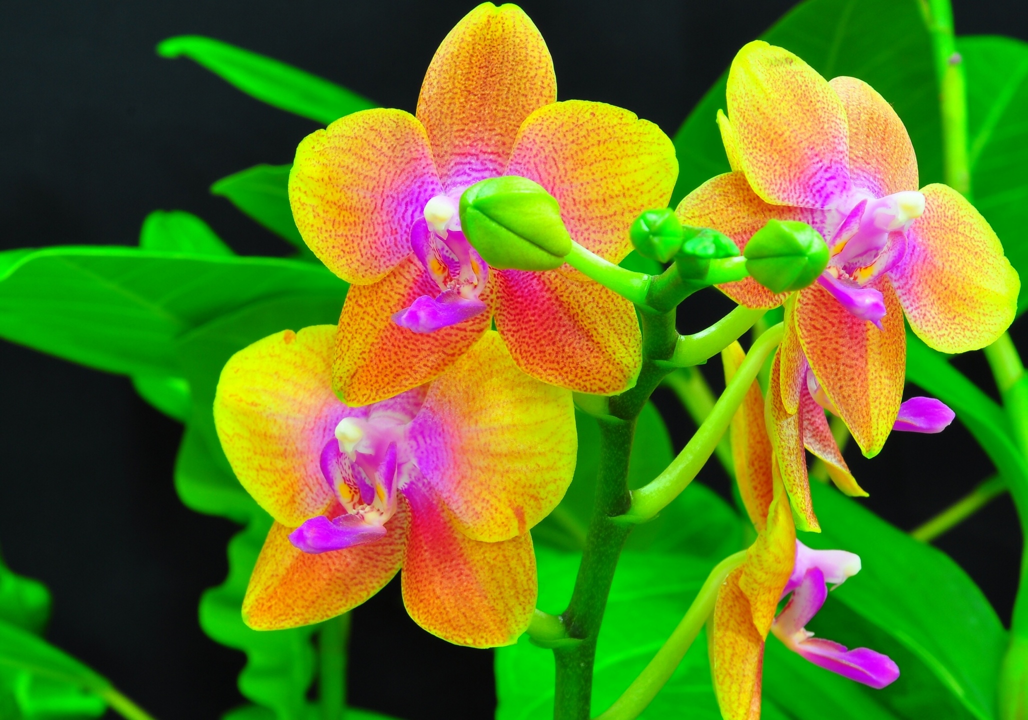 Orchids HD Wallpaper