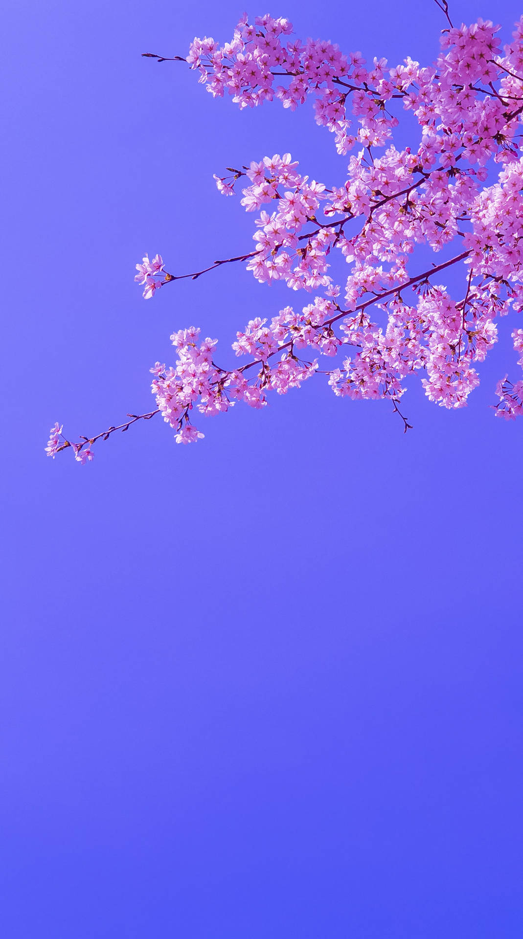 Top Sakura Wallpaper Full HD 4k To Use