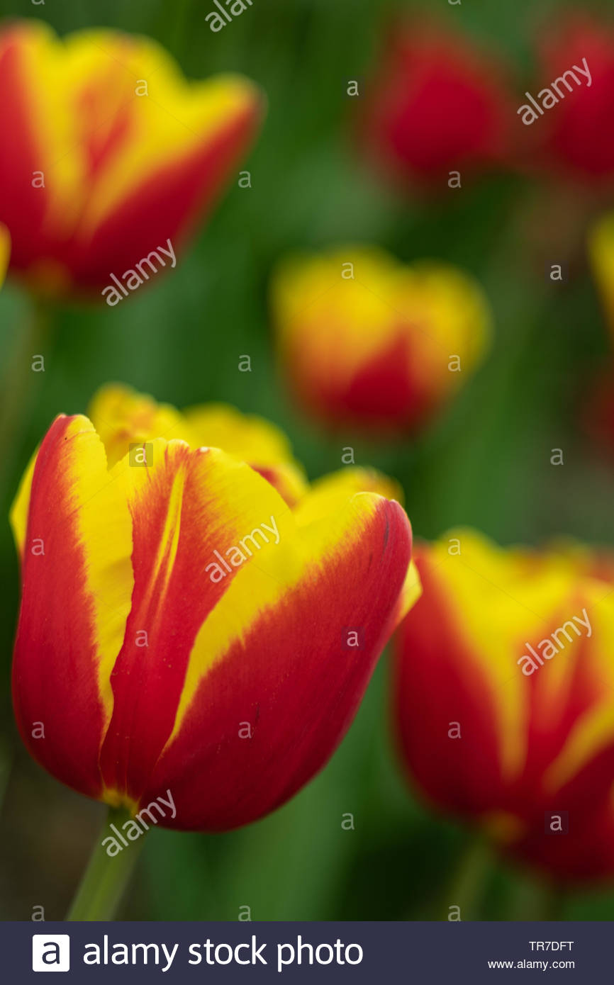 Free download Tulip flower The Latin name is Tulipa On the background