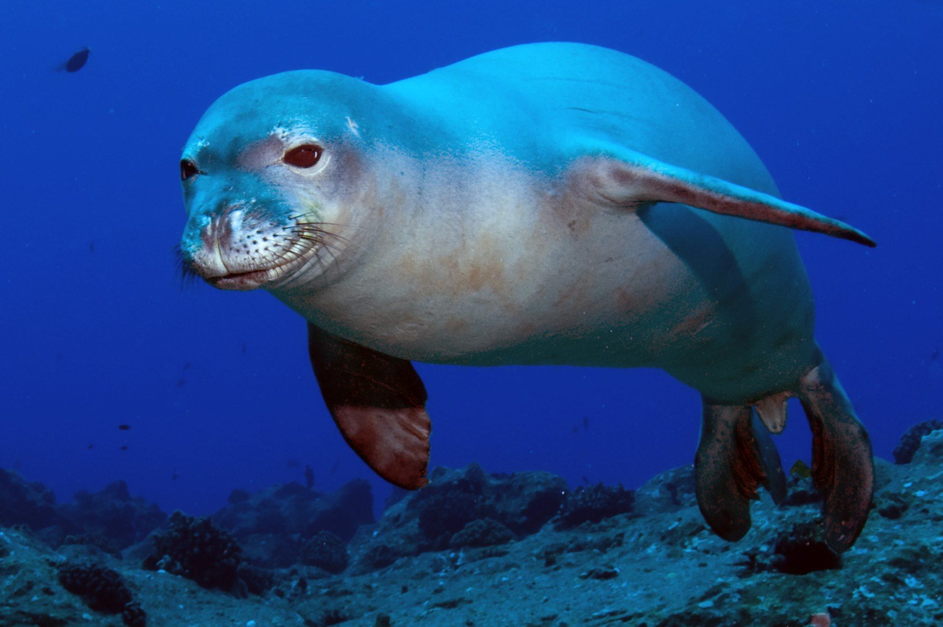 Monk Seal Wallpaper