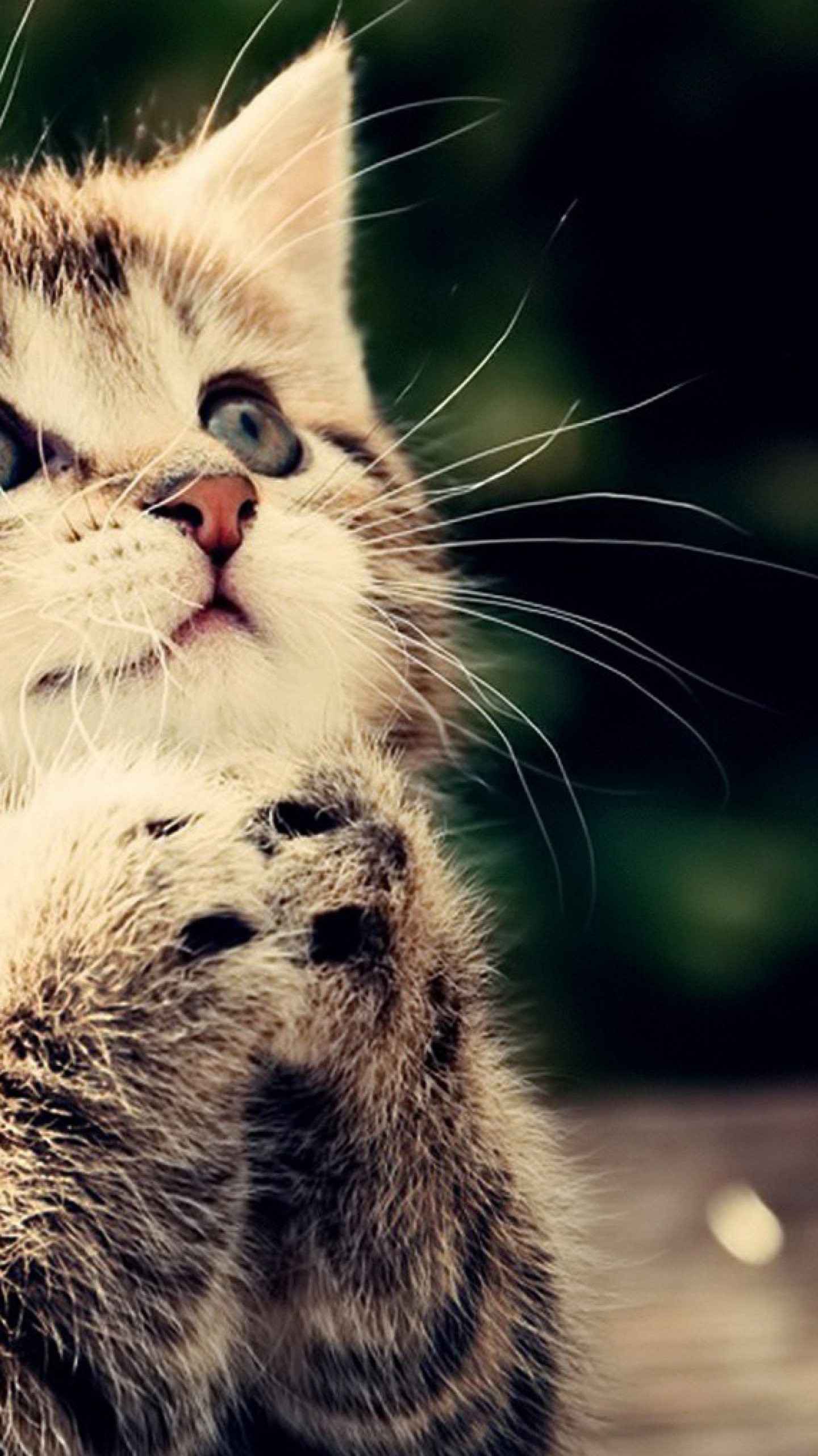 Adorable tabby kitten with paws raised, looking up with wide eyes
