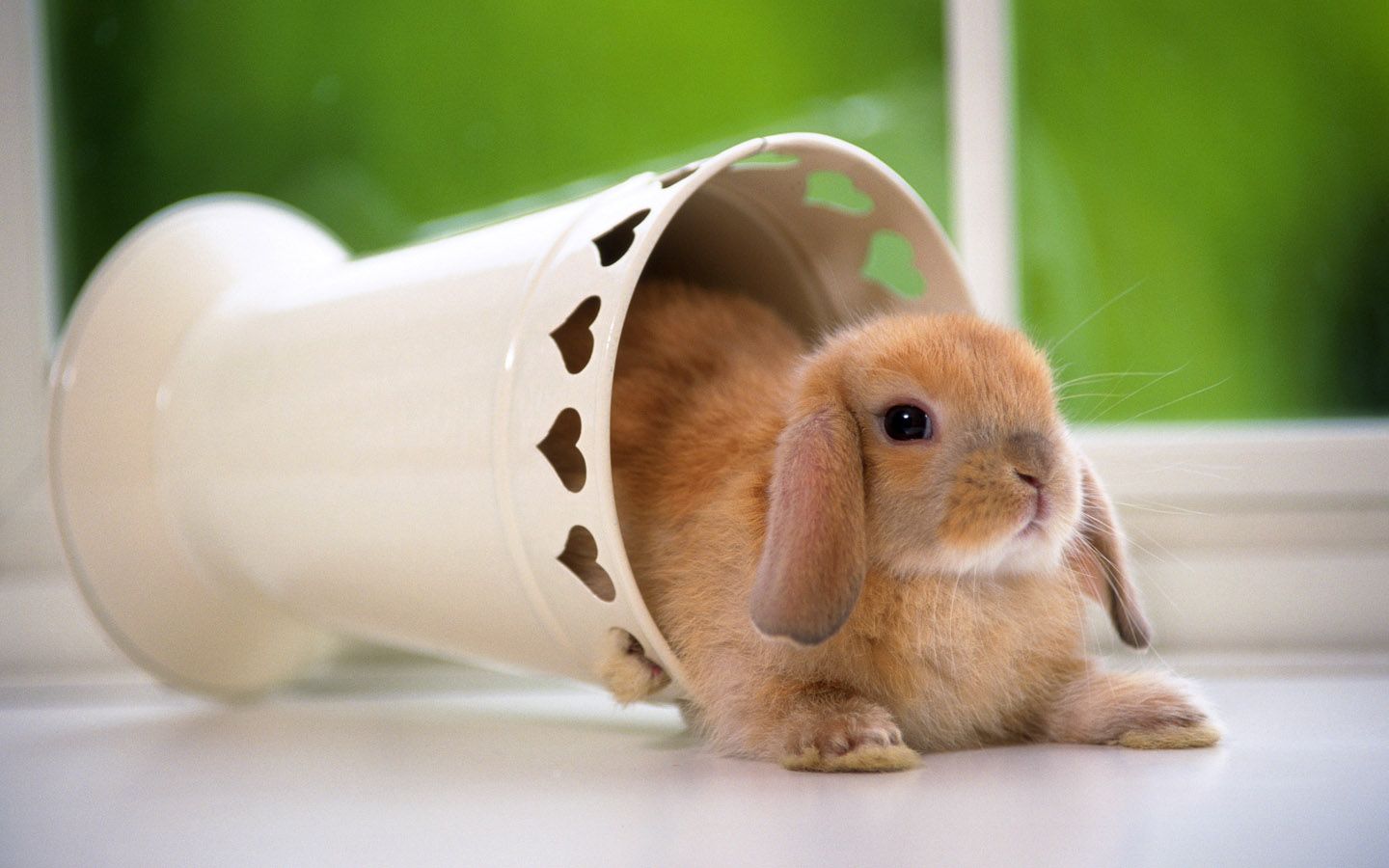 cute rabbit wallpaper you would definitely love wallpaper that could