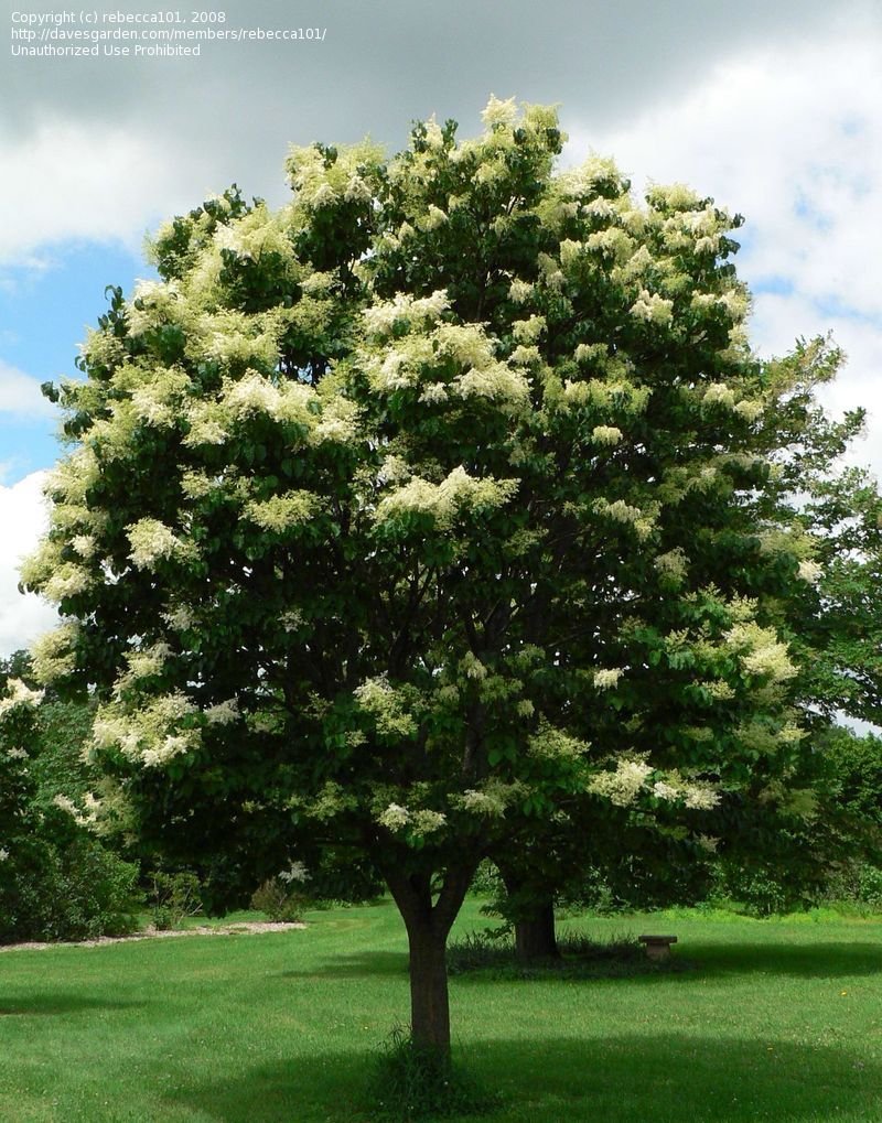  picture of Japanese Tree Lilac Summer Snow Syringa reticulata 800x1019