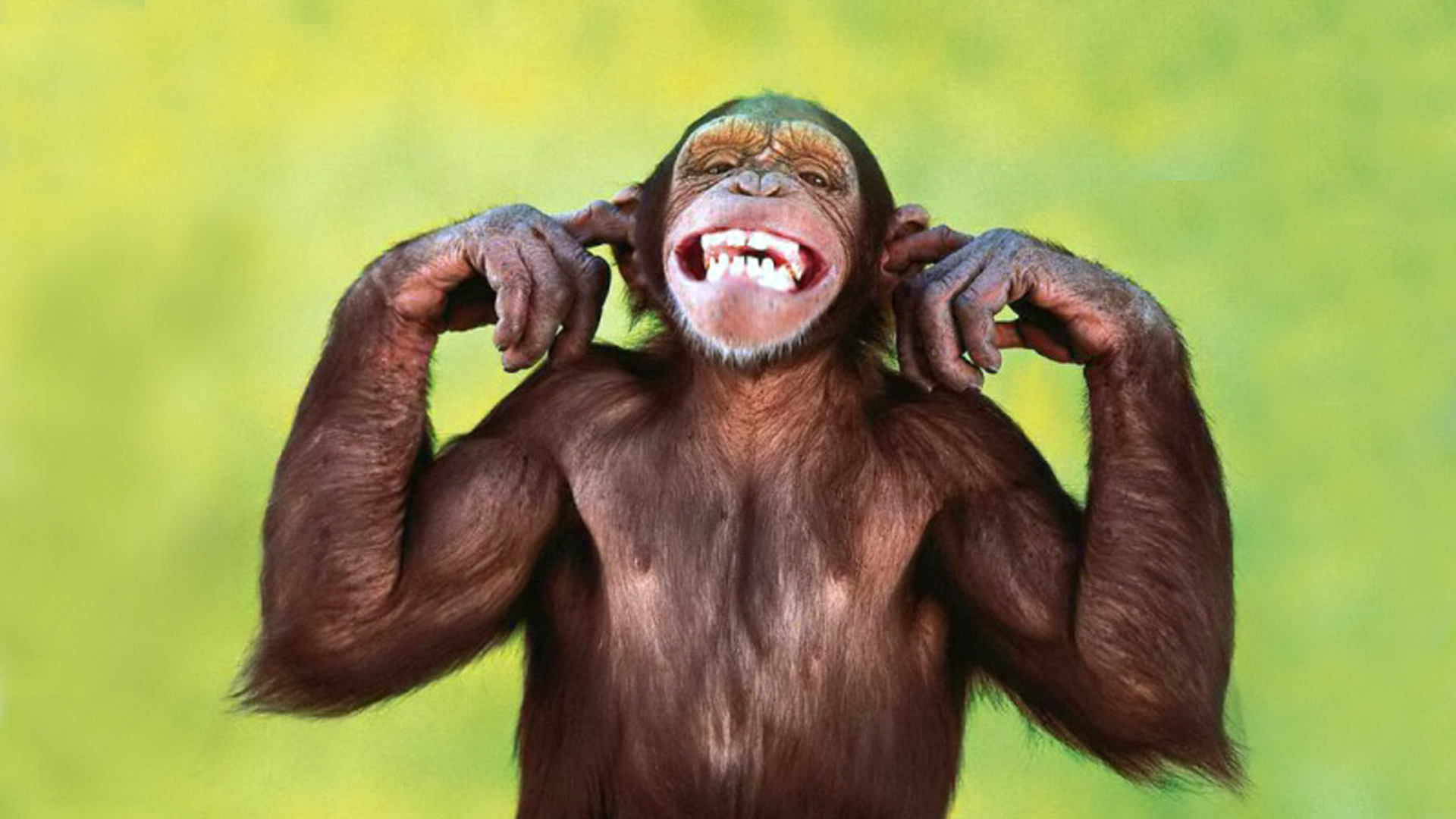  40 Funny Chimpanzee Wallpapers WallpaperSafari