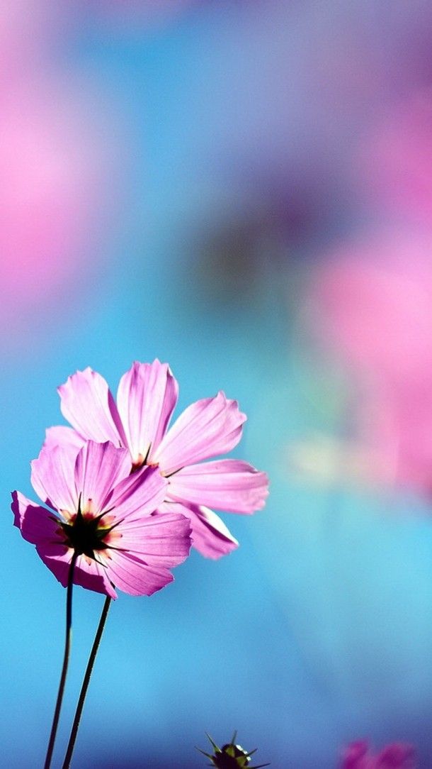 Beautiful Flowers In Full Bloom Android Phone Wallpaper