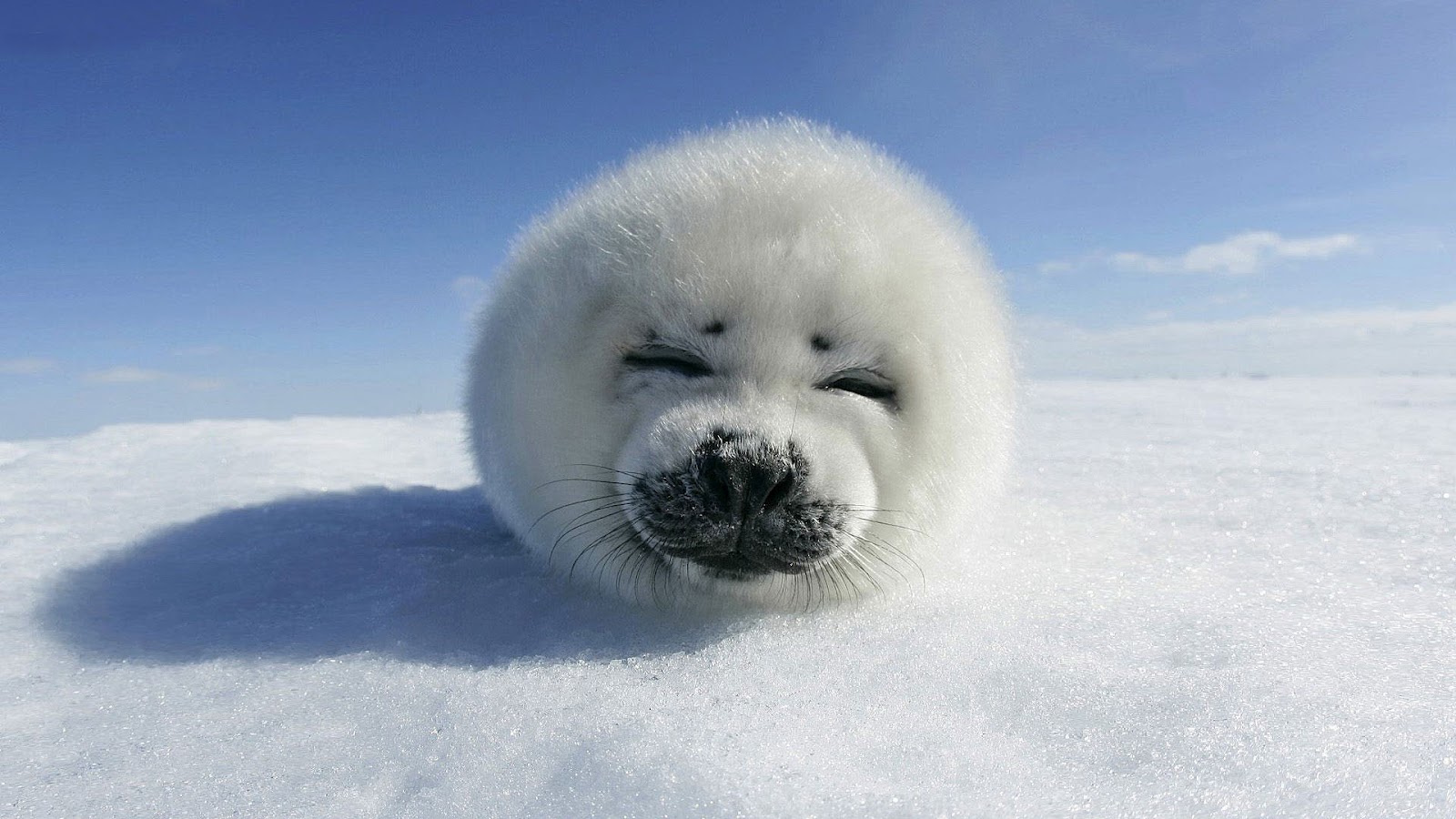 HD Seals Wallpaper And Photos Animals