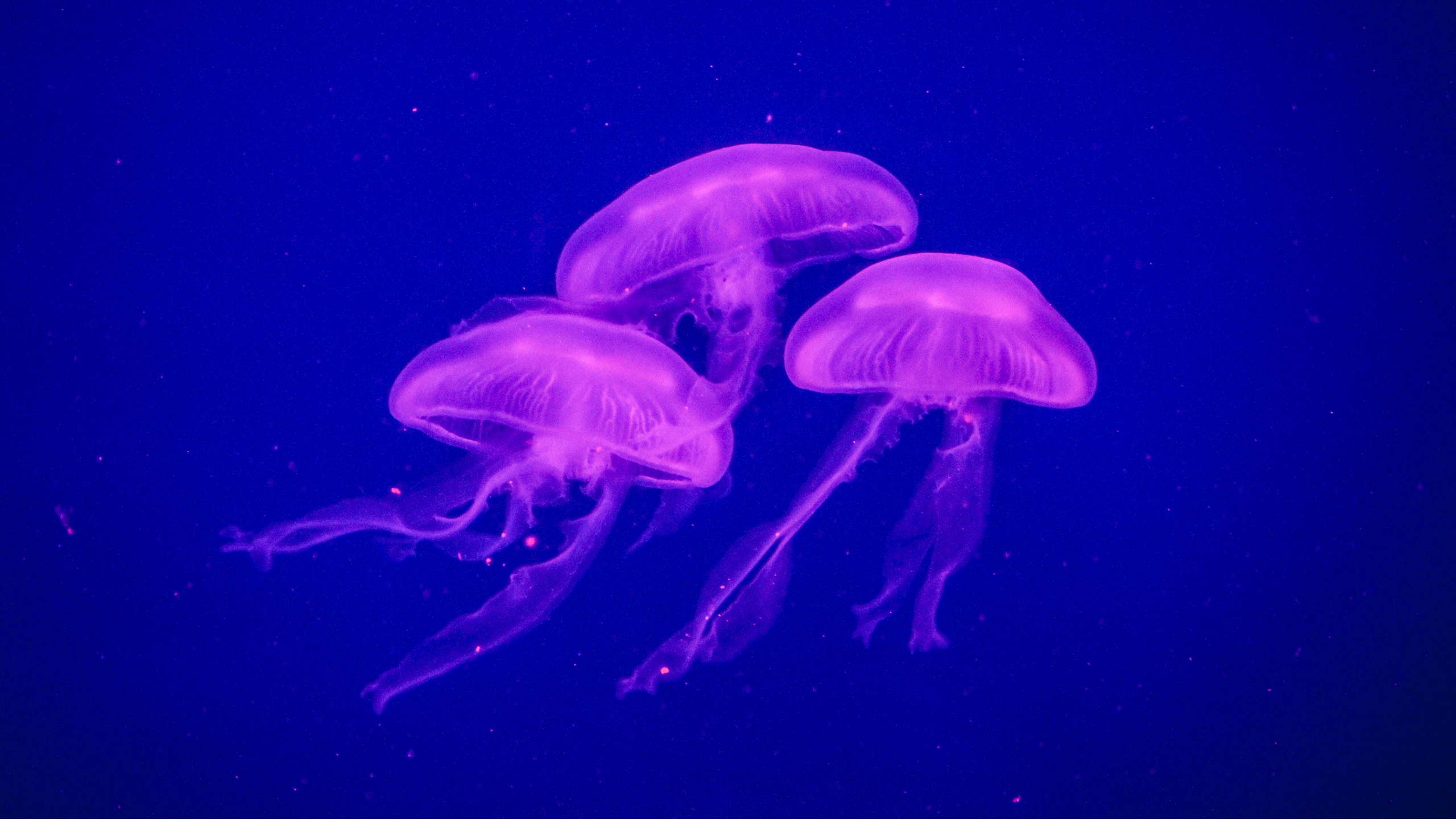 Free download Download wallpaper 1024x600 jellyfish glow phosphorus