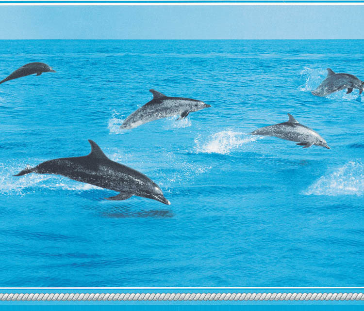 Dolphins At Sea Wall Border Under Wallpaper Borders