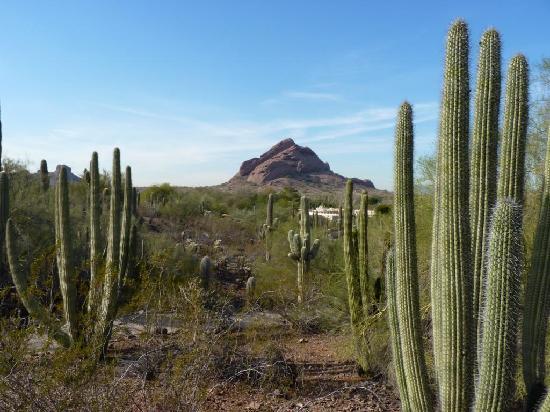 Phoenix AZ Desert background