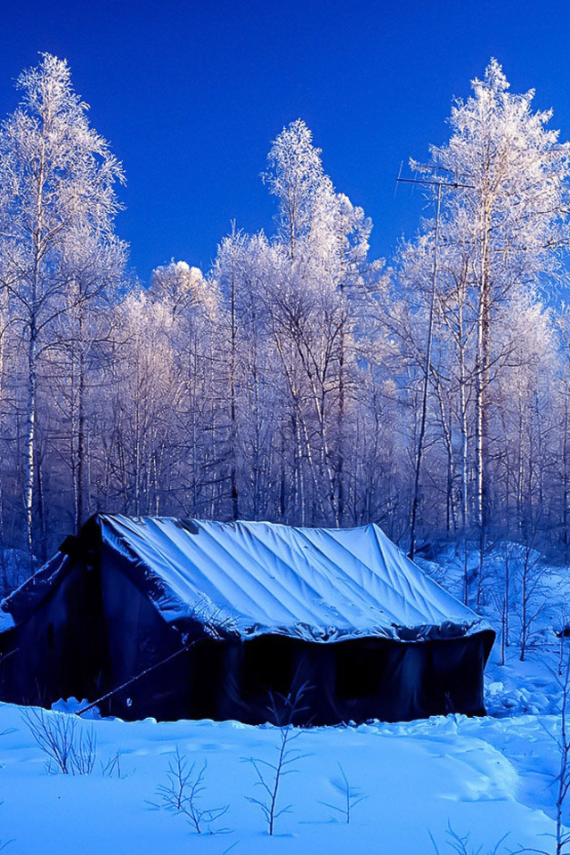 Free download Forest in the room iPhone Wallpaper iphone 4 background wallpaper [640x960] for