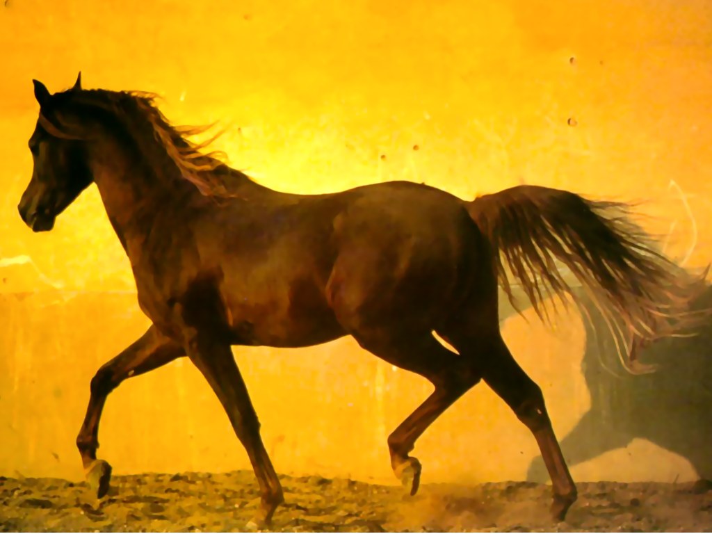 Arabian Horse Wallpaper HD Background Desktop
