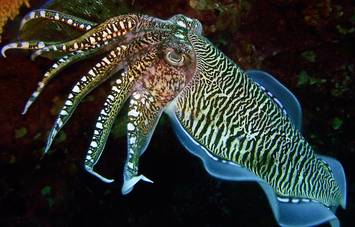 Cuttlefish Wallpaper Daily Background