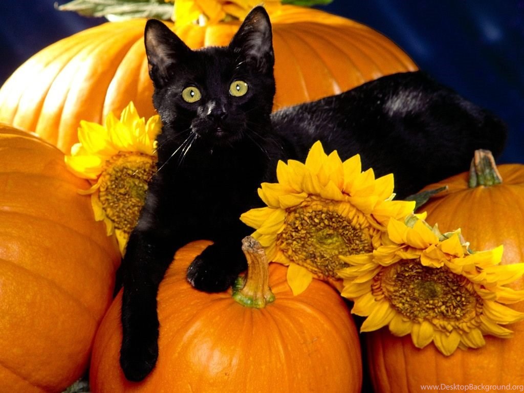 Halloween Black Cat Wallpaper Desktop Background