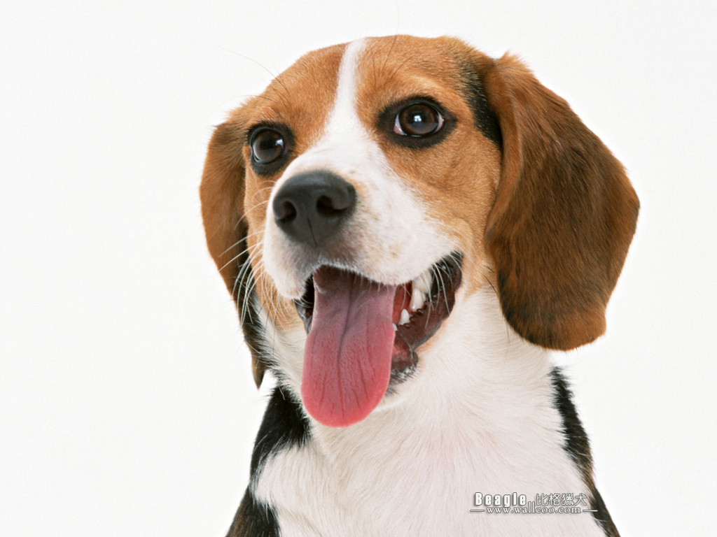 Beagle Dog Photos Wallpaper No