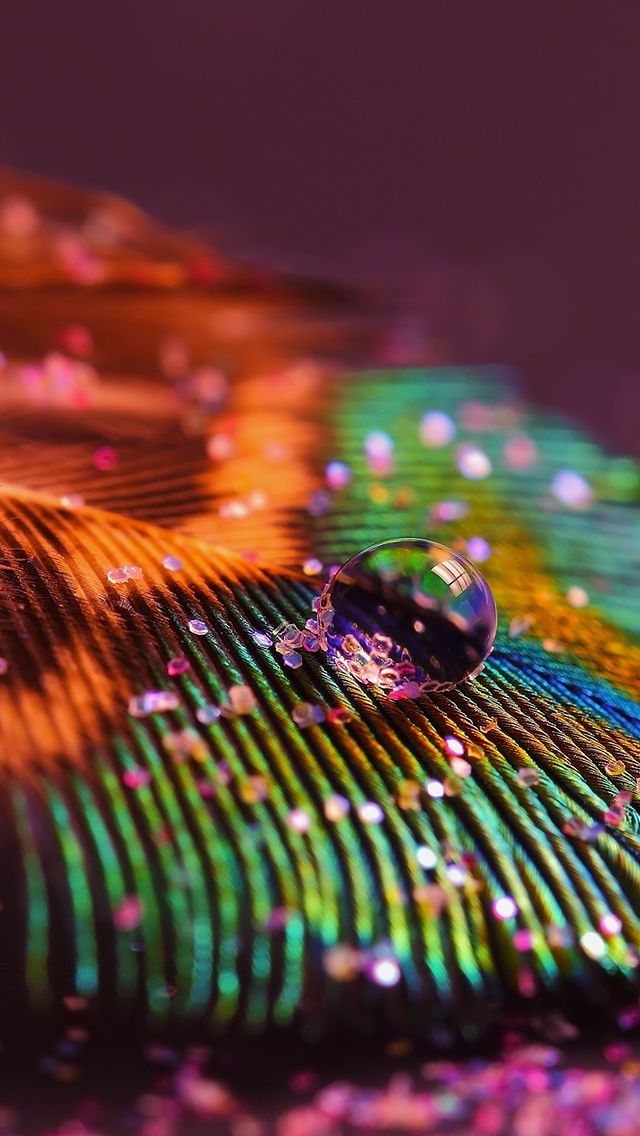 Feather Glitter Macro Multicolor iPhone 5s Wallpaper