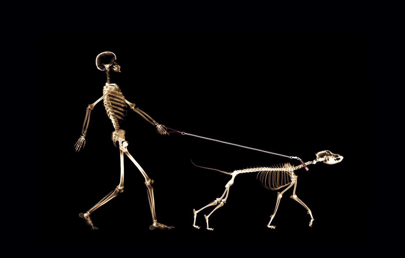 Wallpaper People Dog Leash X Ray Image For Desktop Section