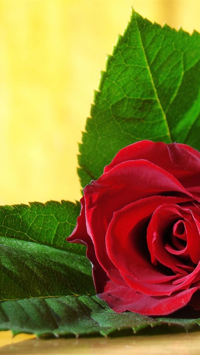 Red Rose iPhone Wallpaper HD