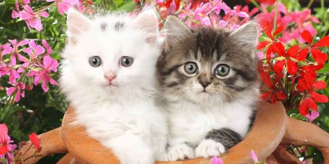 Cute Cats HD Wallpaper For Desktop And Background