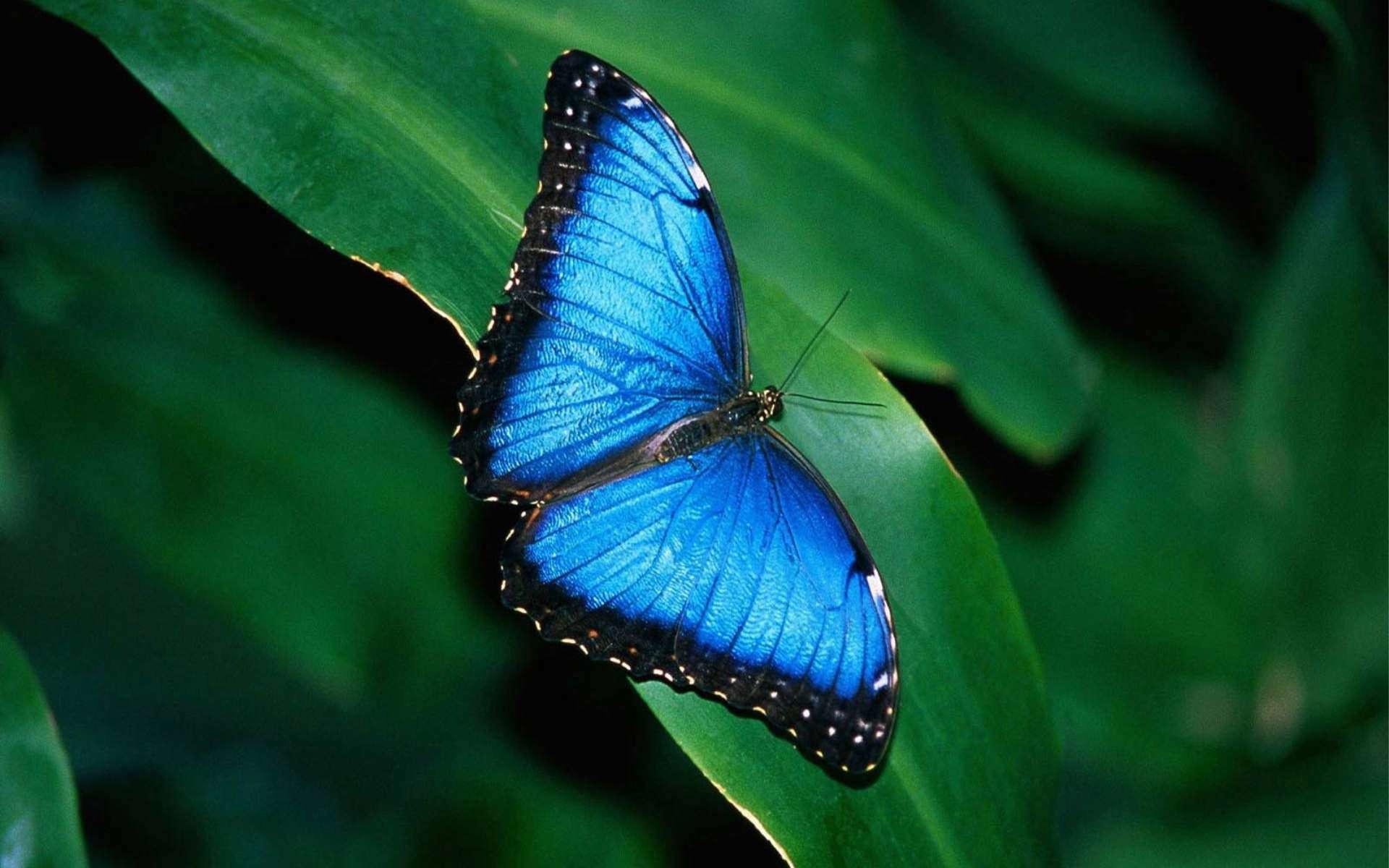 A vibrant blue morpho butterfly with black edges resting on a bright green leaf. The focus is on the butterfly and the leaf in the foreground, with the background blurred to emphasize the subject