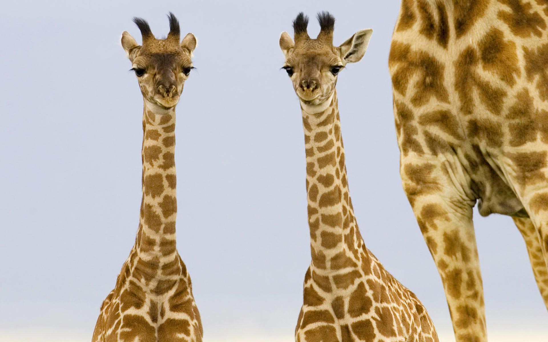 Widescreen HD Wallpaper Animals Giraffe Babies High