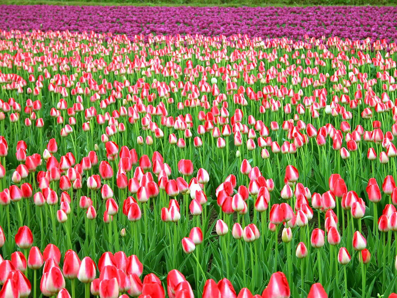 Fields Of Tulips Wallpaper