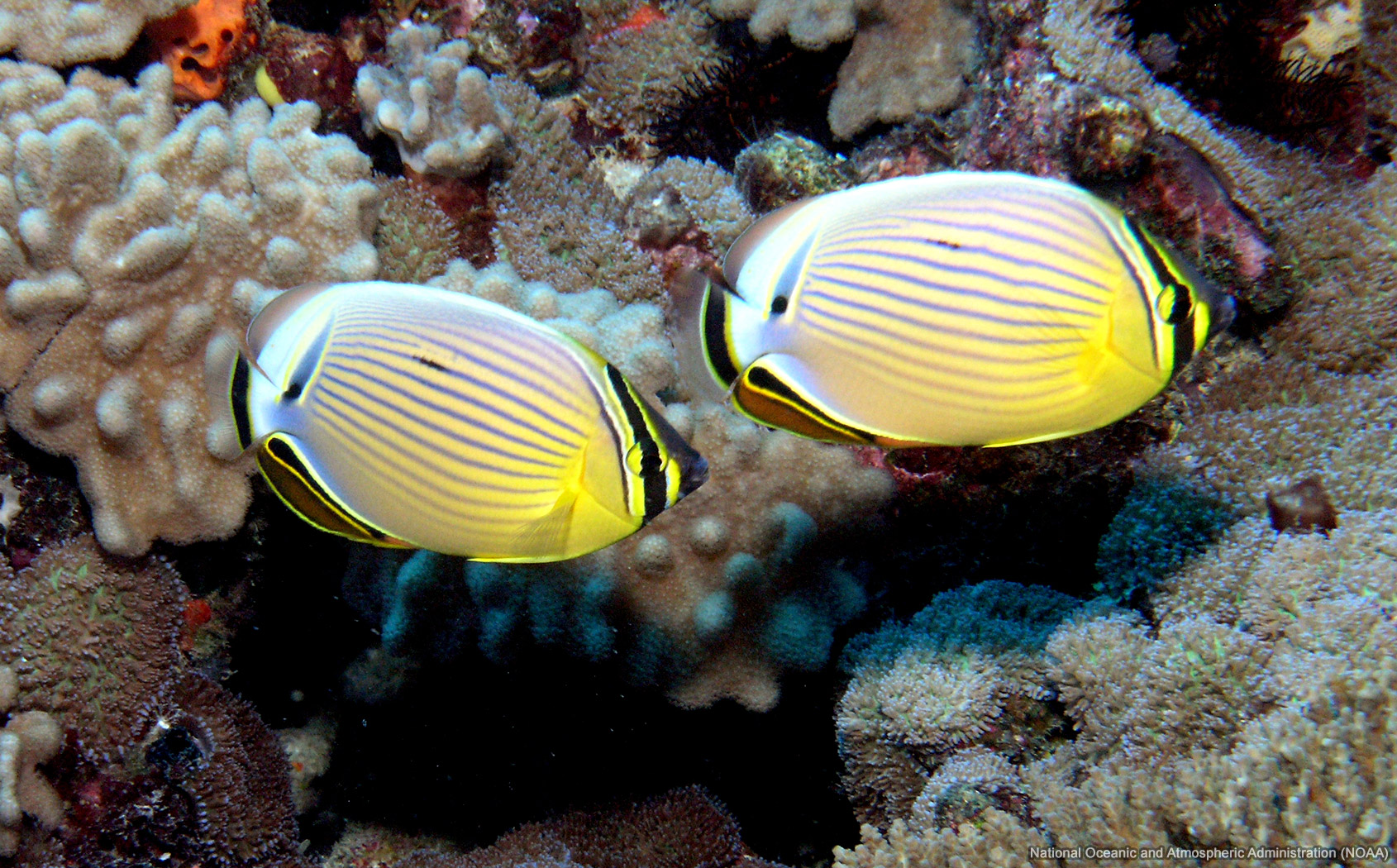 Redfin Butterflyfish Sea Wallpaper On And Sky