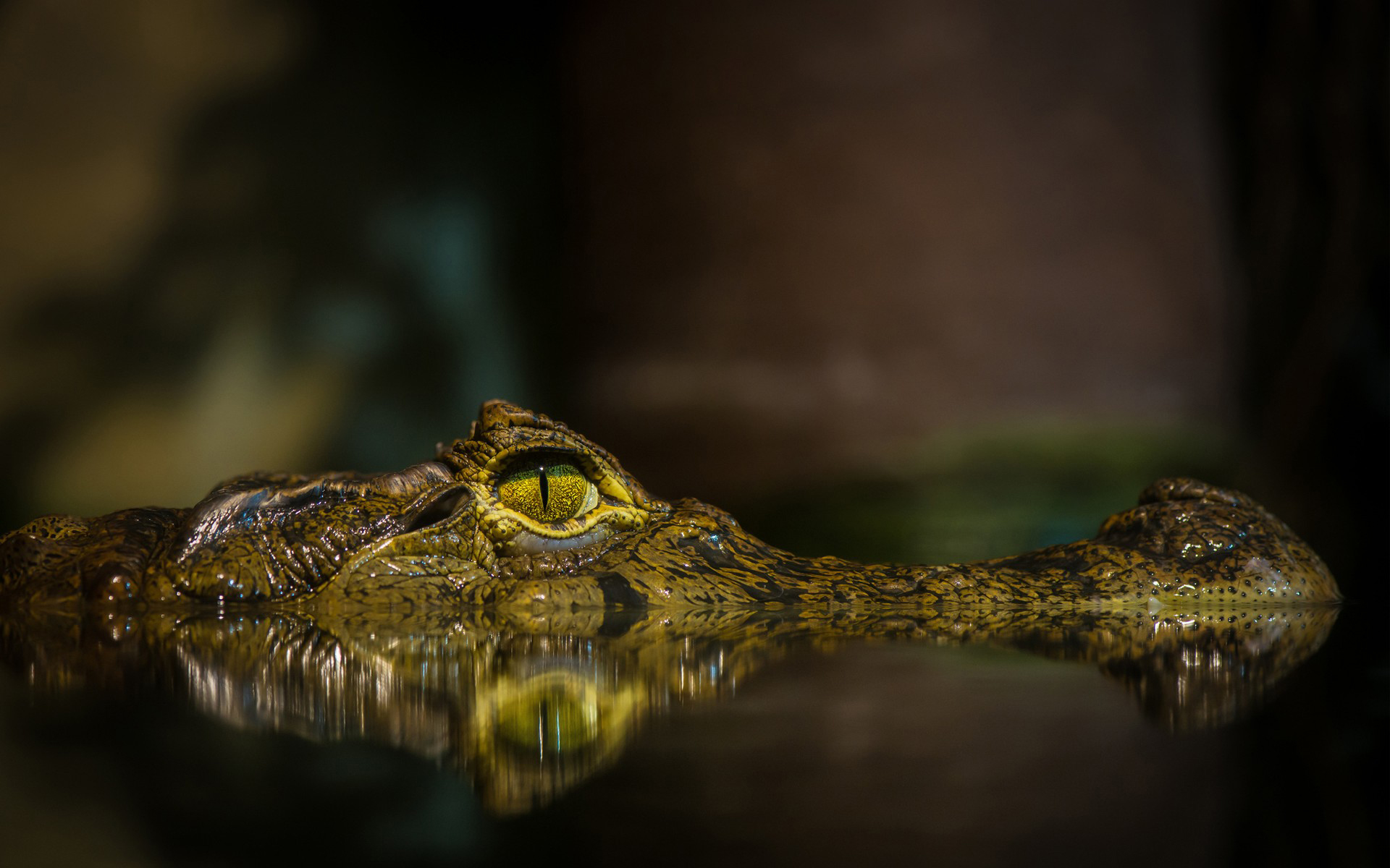 Alligator Desktop Wallpaper