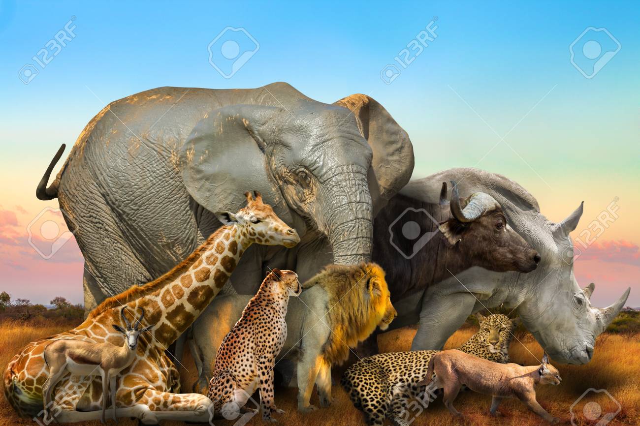 Side View Of Big Five And Wild African Animals Composition On 1300x866