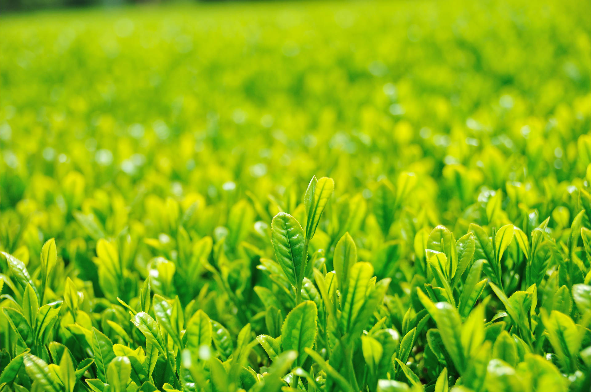 Tea Garden Wallpaper