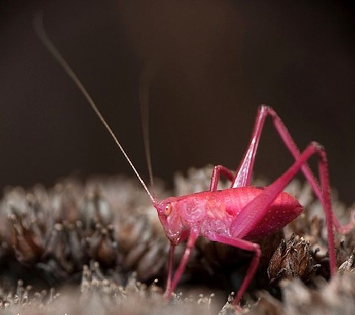 My Funny Weird Pink Katydid Pictures