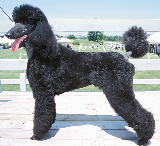 Black Poodle Dogs