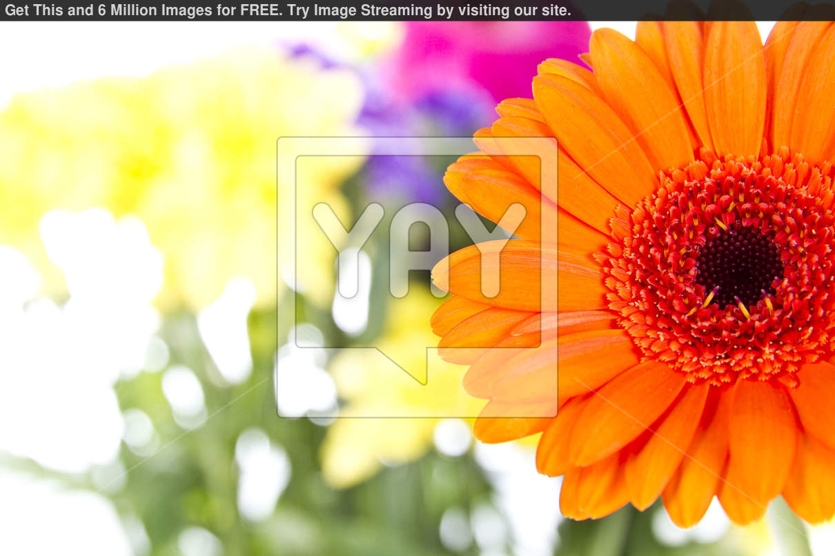 gerbera daisies cachedfree download gerber daisy pink cached rating