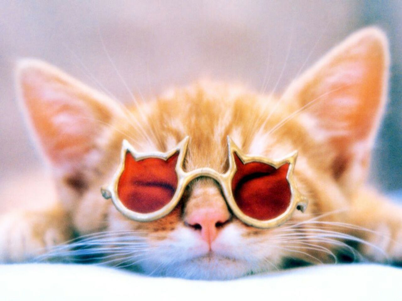 Kitten Wearing Sunglasses Animals Wallpaper Image With Cats