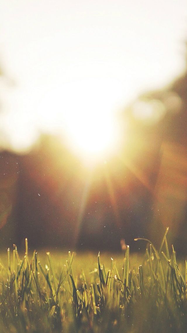 Nature Front Yard Sunshine iPhone 5s Wallpaper