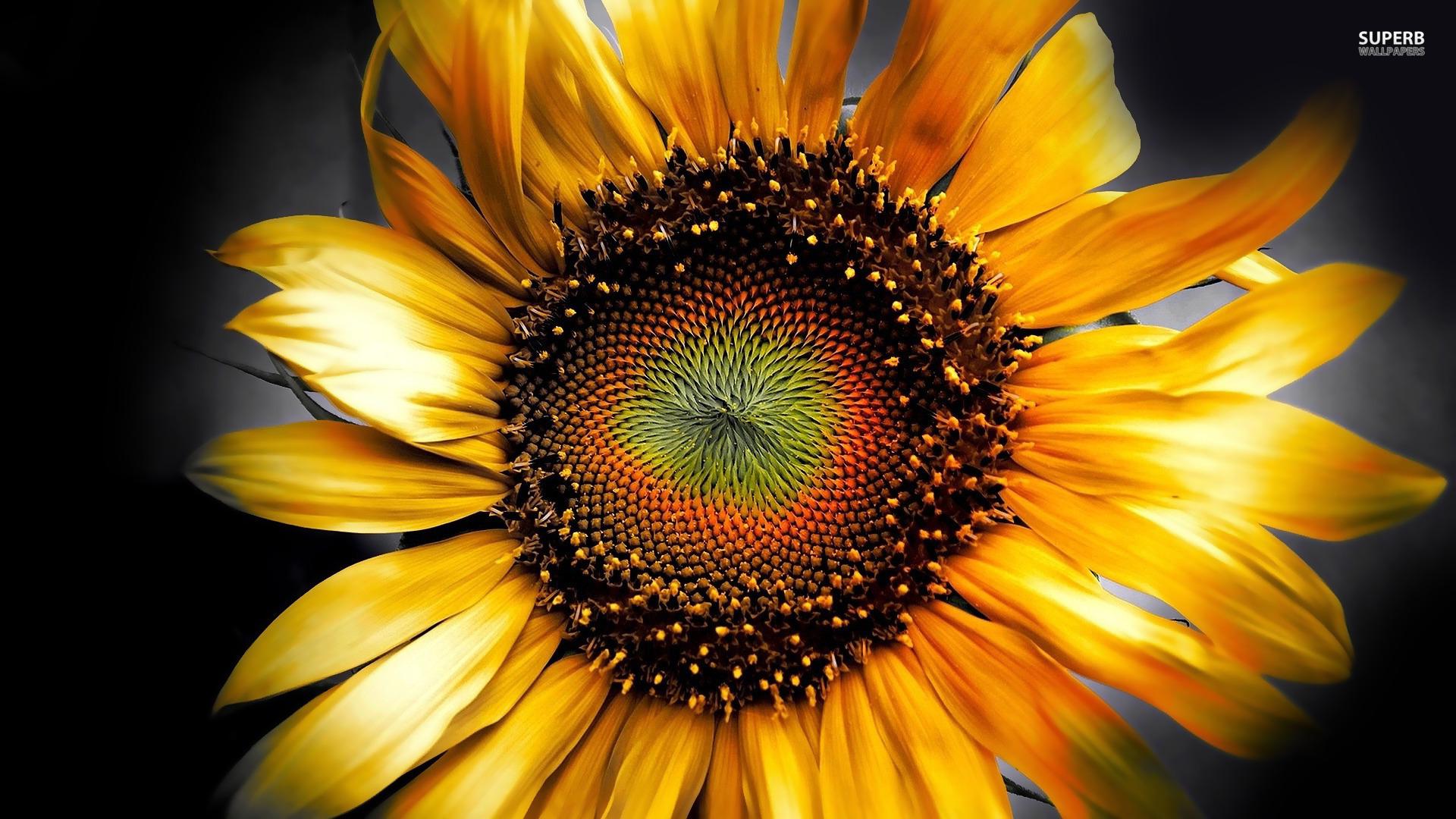 Sunflower HD Image Choice Wallpaper