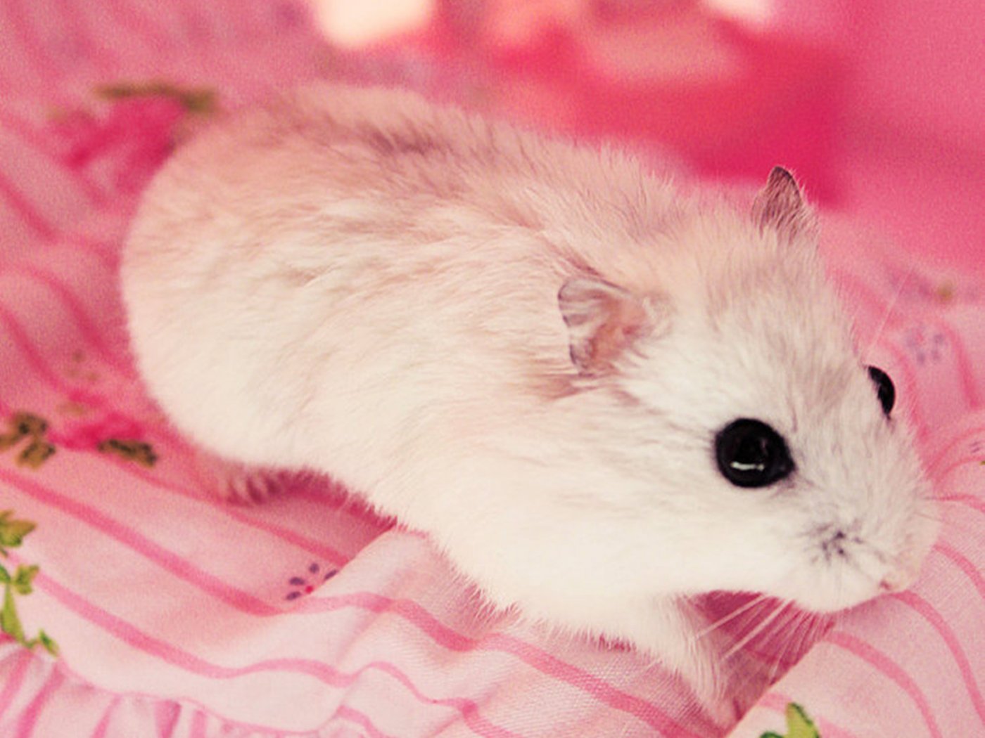 Hamster Cute Wallpaper Pictures 1400x1050